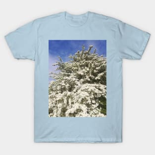 White hawthorn blossom bush photograph T-Shirt